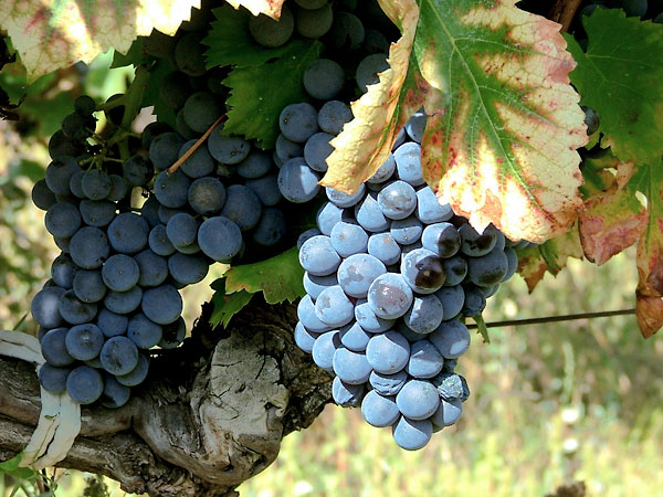 Grapes on the vine at Domaine du Faucon Doré